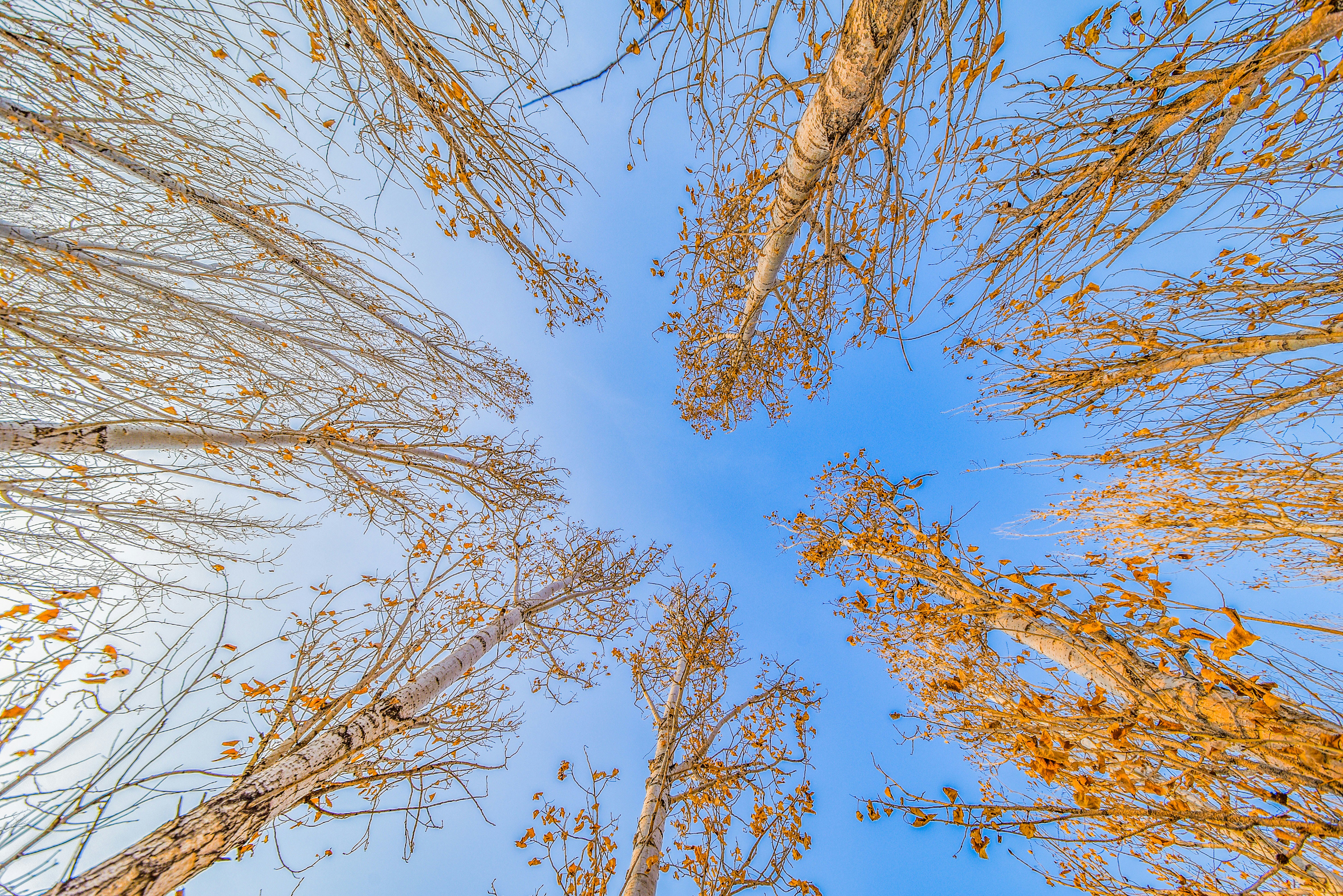 low angle photography of brown leaf trees under blue sky at daytime